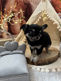 Chihuahua toy pelo lungo tricolor femmina pedegree