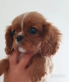 Cavalier king Charles Spaniel