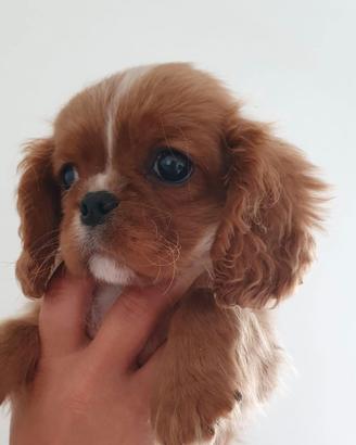 Cavalier king Charles Spaniel