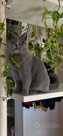 Gattina british shorthair