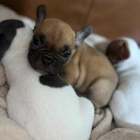 Bulldog francese