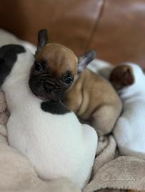 Bulldog francese
