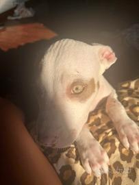 Cucciola pitbull