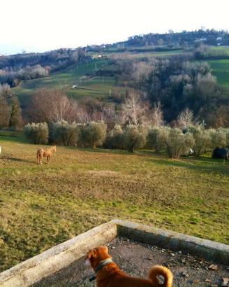 Villa di 770 m² con 5 locali a Calvi dell'Umbria