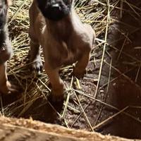 Cuccioli di pastore belga Malinois