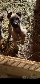 Cuccioli di pastore belga Malinois