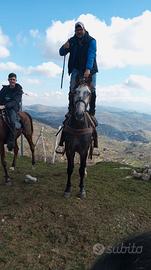 Cavallo per la monta