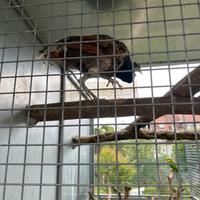 Pavone maschio nigripenis