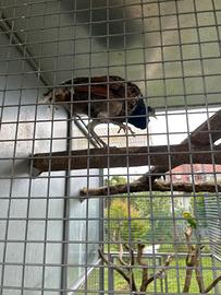 Pavone maschio nigripenis