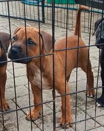 Pit bull