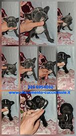 Bulldog francese maschi esotic
