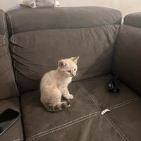 Gatti bengala altissima genealogia