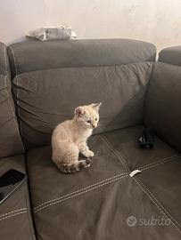 Gatti bengala altissima genealogia