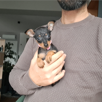 Pinscher cuccioli