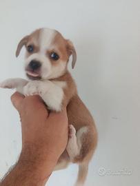 Cucciolo di jack Russell