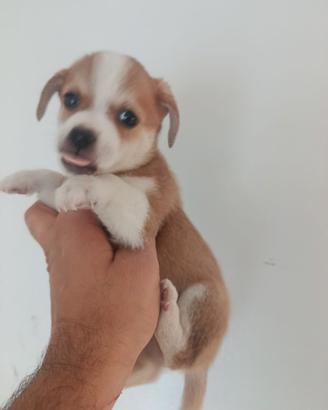 Cucciolo di jack Russell