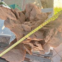 Enorme eccezzionale rosa del deserto: 11,9 k