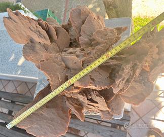 Rosa del deserto grandezza eccezionale : 11,9 k