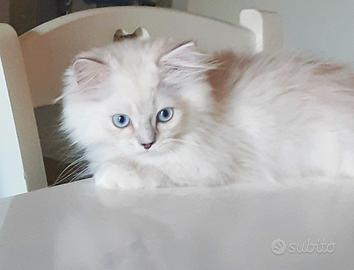 Gattino Brithish occhi azzurri