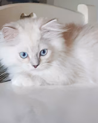 Gattino Brithish occhi azzurri