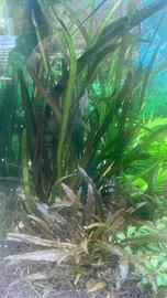 Smantellamento acquario vallisn. anubia.cripto