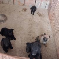 Cuccioli pastore tedesco