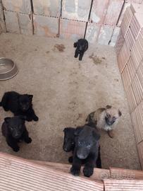 Cuccioli pastore tedesco