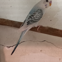 Cocorite corpo chiaro