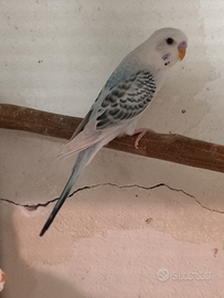 Cocorite corpo chiaro