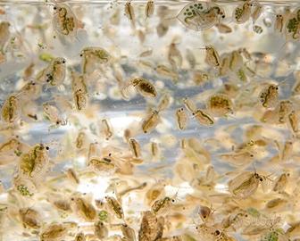 Pesci ampullarie caridine piante