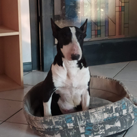 Bull terrier standard sterilizzata