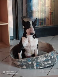 Bull terrier standard sterilizzata