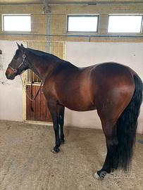 Cavallo Spagnolo