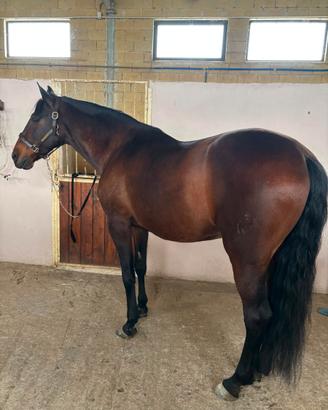 Cavallo Spagnolo
