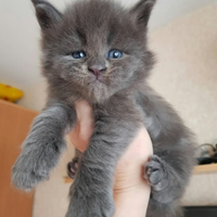 Gatto Mainecoon XL