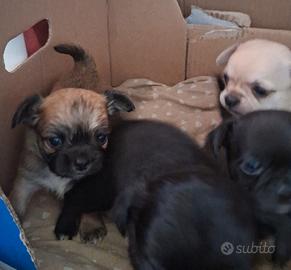 Chihuahua cuccioli
