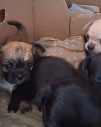 Chihuahua cuccioli