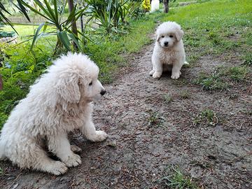 Pastore abruzzese maremmano
