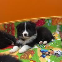 Border collie