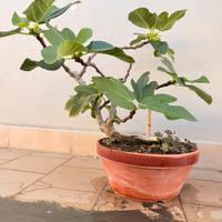 Pre bonsai fico ficus carica fico selvatico