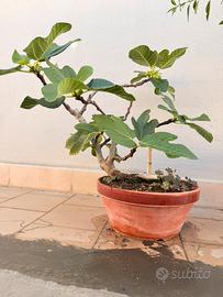 Pre bonsai fico ficus carica fico selvatico