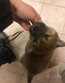 Shiba Inu