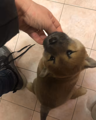 Shiba Inu