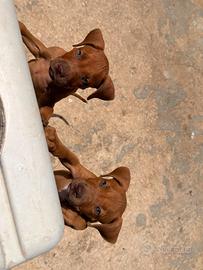 Cuccioli Pitbull