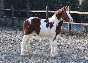 Draft Horse