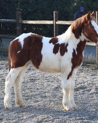 Draft Horse