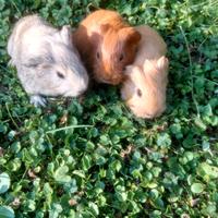 Porcellini d'india colori particolari