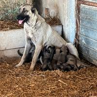 Cuccioli kangal