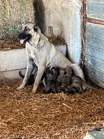 Cuccioli kangal