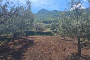 Terreno agricolo